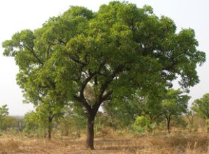 shea-butter-tree