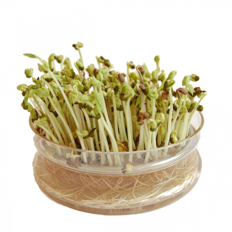 bean sprouts