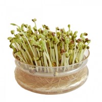 bean sprouts